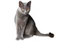Chartreux Kittens for Sale - Adoptapet