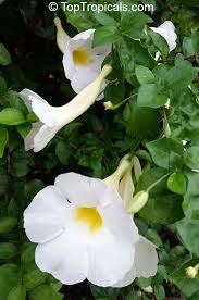 Image result for Thunbergia erecta