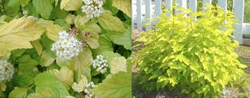 This ninebark cultivar is best known for its lime green summer foliage that really makes this plant stand out in the landscape. Physocarpus Opulifolius Dart S Gold Stonepocket Know What You Grow