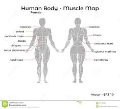 Vector illustration of women's figure. Human Body Diagram From Back Human Anatomy