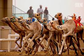 In fact, even amongst horses themselves minute camels can increase their body temperature to even 40 degree celsius. Camel Races Were Included On The Unesco List Zemin Tazelikler