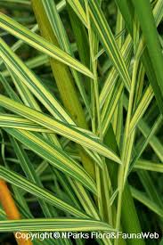 Image result for Phragmites karka