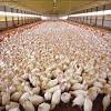 Allevamento a terra e vendita di polli rurali e ruspanti, tacchinelle, faraone, galli, gallinelle capponi, alimentati con cereali non ogm. 1