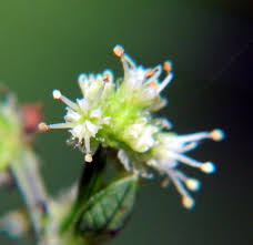 Image result for Sanicula elata