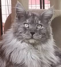 Available european maine coon kittens. Turtle Valley Maine Coon Cats British Columbia Canada