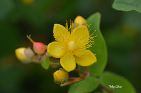 Image result for Hypericum humbertii