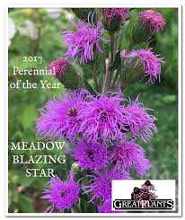 Unlike other asters however, its heads have disc flowers, but lack ray flowers. Liatris Ligulistylis Meadow Blazing Star Sugar Creek Gardens