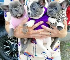 Browse thru french bulldog puppies for sale near phoenix, arizona, usa area listings on puppyfinder.com to find your perfect puppy. French Bulldog Puppies For Sale 650 Petskona Com