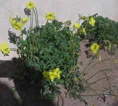 Image result for Oxalis pes-caprae