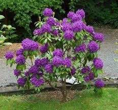 Rhododendron Blue Boy Trees Pinterest Rhododendron Plant Planting Shrubs Plants