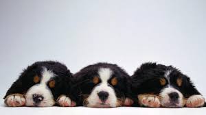 Intense colors, sharp lines, glossy finish. Animals Dogs Bernese Mountain Dog Wallpaper 3997