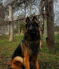 Black And Red Long Coat German Shepherd Puppies Long Coat German Shepherd Odin Panjo V Ljulin West German Showline German Shepherd Black Red German Shepherd Black German Shepherd German Shepherd Dogs