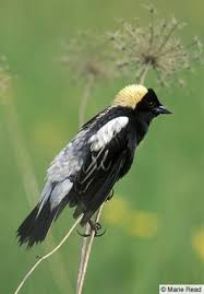 Birds Of Eastern Pa Bobolink Bird Beautiful Birds All Birds