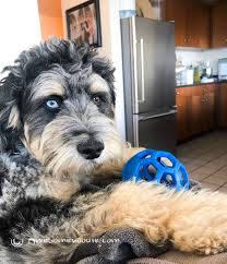 Black And White Aussiedoodle Full Grown Blue In 2020 Aussiedoodle Blue Merle Aussie Doodle Puppy