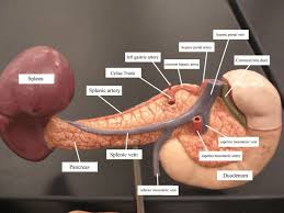 Pin By Sania On Medicine Celiac Artery Medical Anatomy Arteries Anatomy