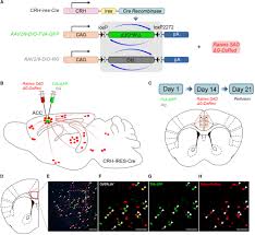 Frontiers Whole Brain Mapping Of Monosynaptic Afferent