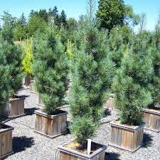 I am inclined to go with the pillar but not sure. Stowe Pillar White Pine Faller Landscape