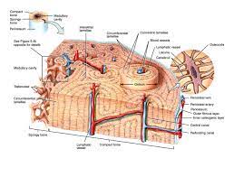 Compact bone, also called cortical bone, is the hard, stiff, smooth, thin, white bone tissue that surrounds all bones in the human body. Compact Bone Labeled Diagram Anatomy And Structure