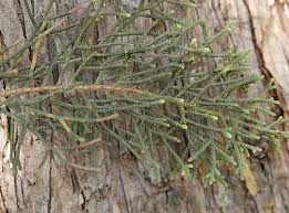 Image result for Cupressus