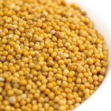 Khesari lal yadav, priyanka singh lyrics : Ram Yellow Mustard Sarso Rs 50 Kilogram Katiyar Trading Company Id 16623263073