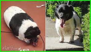  12 Gambar Hewan Berbadan Gemuk Karena Obesitas Lucu Atau Prihatin Dunia Fauna Hewan Binatang Tumbuhan Hewan Gambar Hewan Lucu