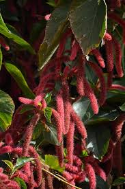Image result for Acalypha hispida