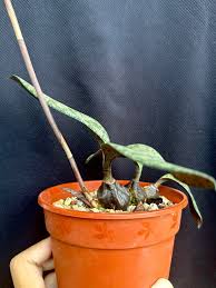 Image result for Oeceoclades