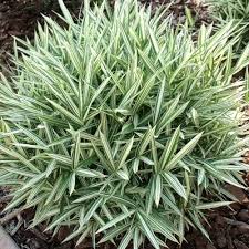 Image result for Pleioblastus fortunei