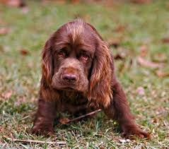 Sussex Spaniel Kopek Irki Hakkinda Detayli Bilgiler Sussex Spaniel Cute Dogs Spaniel