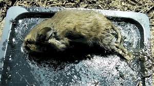 Why You Should Never Use A Glue Trap Peta2