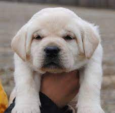 (akron ohio) pic hide this posting. Maple Creek Labrador Retrievers About Our Kennel