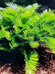 Image result for Cycnium filicalyx