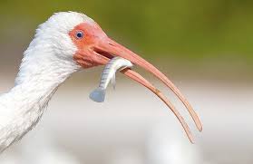 Image result for Ibis White 2017 Q1