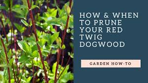 Petstages dogwood stick dog chew toy, medium. How When To Prune Your Red Twig Dog Wood Youtube