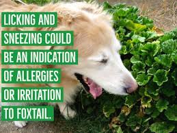 Licking can also be a sign of nausea in some dogs. Why Does My Dog Keep Licking His Lips Excessively Pethelpful