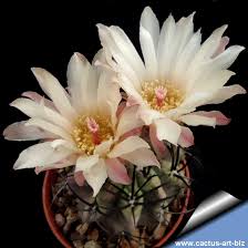 Image result for Eriosema verdickii