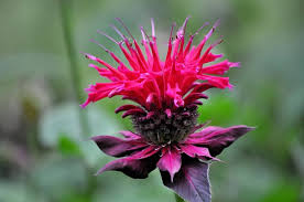 Jan 02, 2021 · identified by its thick lavender flowers, this plant prefers dry and sunny locations to avoid developing mildew. 20 Different Types Of Bee Balm Flowers Home Stratosphere