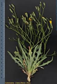 Image result for Launaea