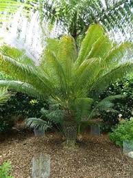 Image result for Cycas thouarsii