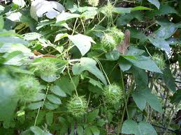 Image result for Passiflora foetida
