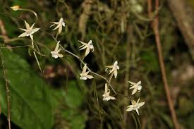 Image result for Rangaeris muscicola