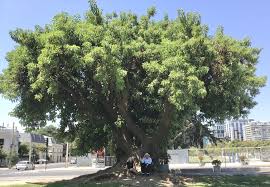 Image result for Phytolacca dioica