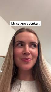 What are we getting our cats for Christmas? #cattoy #cattok