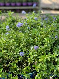 Melograno da fiore il melograno da fiore regala splendi colori quando fiorisce.scopri come curare questa bellissima pianta; Il Ceanothus Thyrsiflorus Noto Come Blue Flower Ceanothus E Un Arbusto Sempreverde Del Genere Ceanothus Endemico Della Cali Arbusti Sempreverdi Alberi Piante