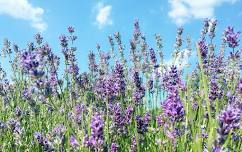 2026 U-Pick - THE LAVENDER FIELD NKY