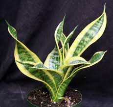 Image result for Sansevieria trifasciata