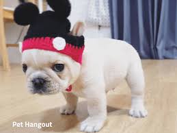 30 days money back and shipping available. The Teacup French Bulldog What You Need To Know