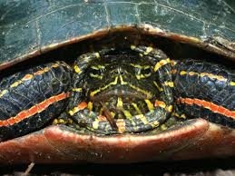 Housing painted turtles can spend nearly their entire lives in the water. Painted Turtle Care Sheet Reptiles Magazine