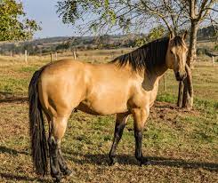 Buckskin Horses