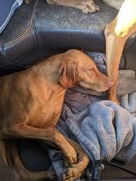 Over 4 weeks ago on advertigo. Copper Penny Vizslas Home Facebook